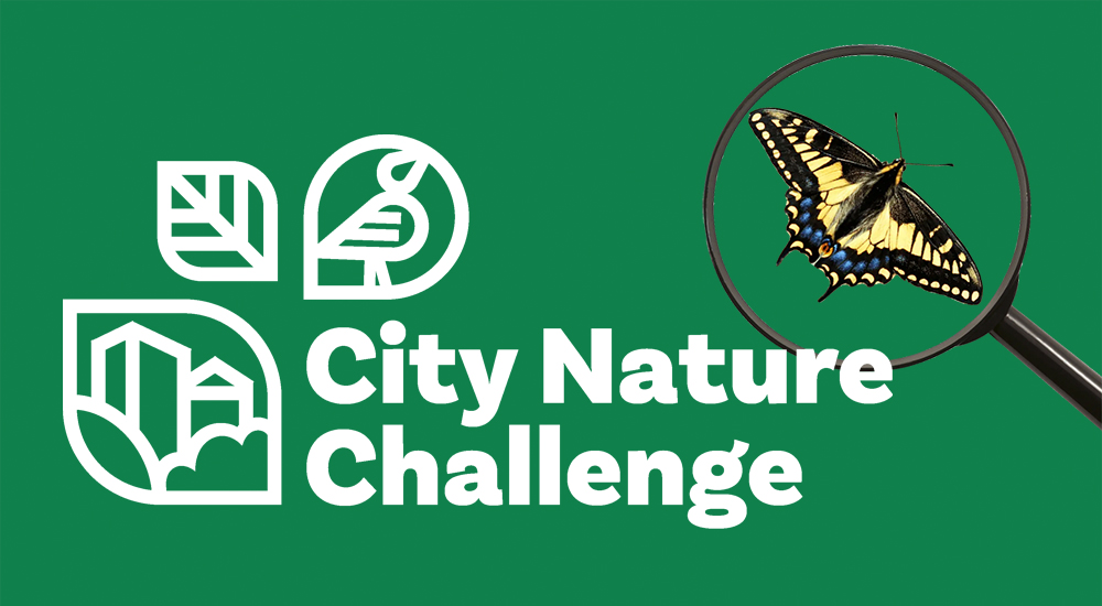 City Nature Challenge